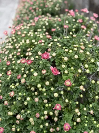 ネイル 🌲🌳🚪iiit o🌲🌳🌲のネイルデザイン