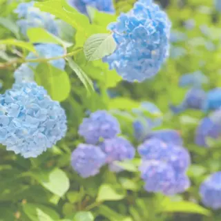 Plaatje所属・Plaatje💐 ゆずはのヘアスタイル