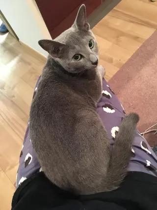 ショート カラー パーマ ヘアアレンジ メンズ キッズ ネイル マツエク・マツパ アニメ,Vオタク× 即効痩せエステサロンのエステ・リラクイメージ