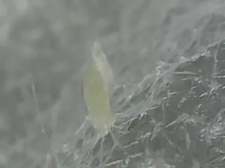 MONA 北村の眉毛・アイブロウイメージ