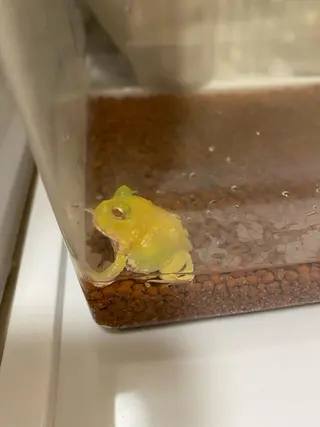 ロング パーマ ネイル アイブロウ 小倉 麻由のエステ・リラクイメージ