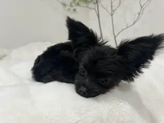 eye salon u-ga所属・eye salon U-ga/中目黒のマツエク・マツパデザイン