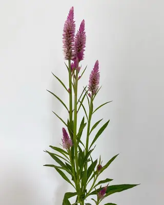 🌻花屋併設🌻濱 幸帆のヘアスタイル