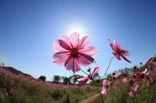 🌼二本柳 🌼のヘアスタイル