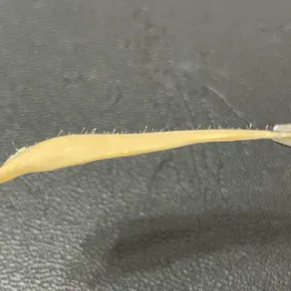 sOt nail &eyelash所属・【sOt】Aya/ アイブロウ/HBLのエステ・リラクイメージ