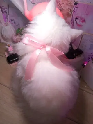 マツエク・マツパ eyelist. mizuki🐈‍⬛のマツエク・マツパデザイン