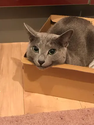 ショート カラー パーマ ヘアアレンジ メンズ キッズ ネイル マツエク・マツパ アニメ,Vオタク× 即効痩せエステサロンのエステ・リラクイメージ