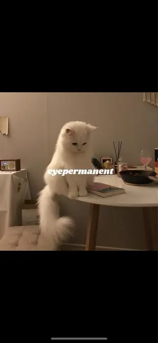 アイブロウ mona 🎀韓国まつパ/眉毛のマツエク・マツパデザイン