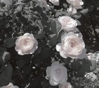 モデル募集中🫐 Ramu 🥣の眉毛・アイブロウイメージ