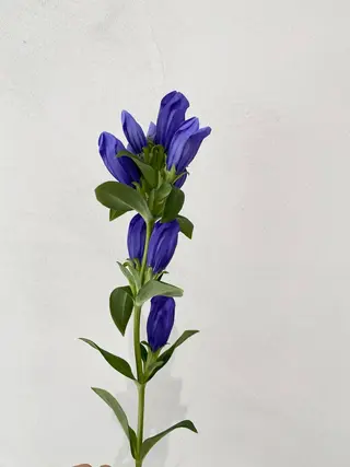 ミディアム 🪻花屋併設🪻秀島 有紀のヘアスタイル