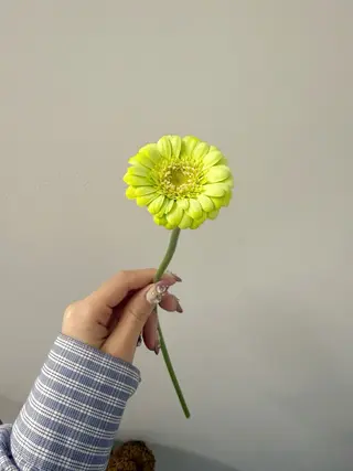 🌻花屋併設🌻濱 幸帆のヘアスタイル