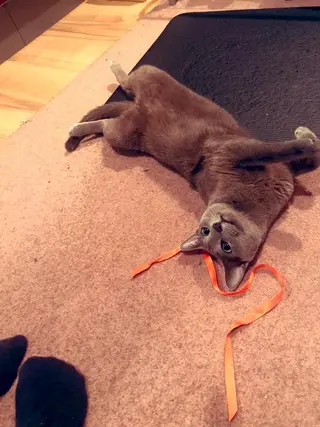 ショート カラー パーマ ヘアアレンジ メンズ キッズ ネイル マツエク・マツパ アニメ,Vオタク× 即効痩せエステサロンのエステ・リラクイメージ