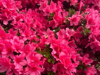 basico  のエステ・リラクイメージ