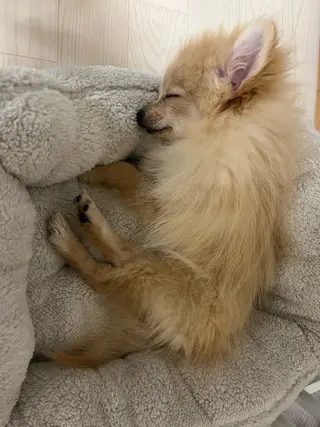 Sona hair & eyelash salon所属・紙屋 隼人のヘアスタイル