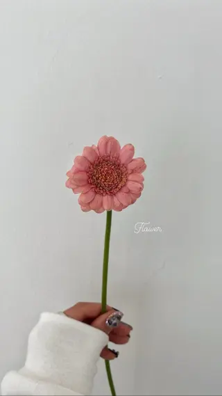 🌻花屋併設🌻濱 幸帆のヘアスタイル