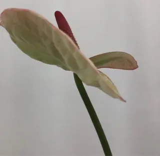 ネイル oak nail所属・óæk nailのネイルデザイン