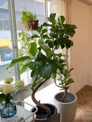 HAYeyelash masakoのマツエク・マツパデザイン