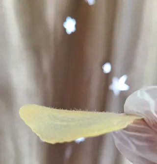 Premier 所属・寺西 さくらのエステ・リラクイメージ