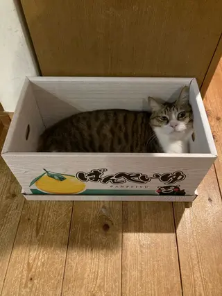 Spiky とうげ ふうかのネイルデザイン