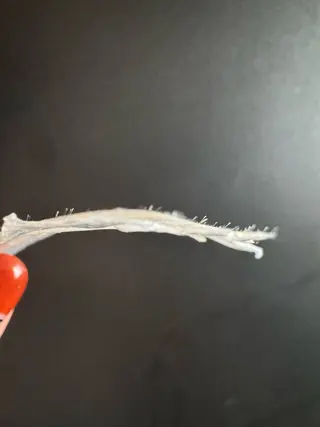 グランジュテ所属・グランジュテ グランジュテのエステ・リラクイメージ