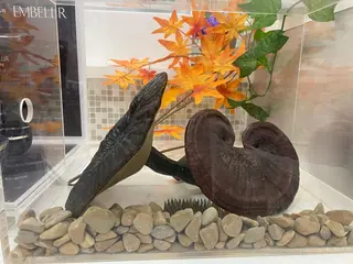 ネイル マツエク・マツパ アイブロウ 小倉 麻由のエステ・リラクイメージ