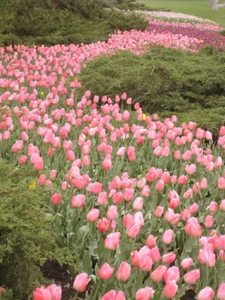 韓国ハイトーン🦋 hikariのヘアスタイル