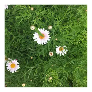 かみじょう ゆうこのヘアスタイル