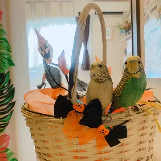 深井中所属・服部 恵里那のエステ・リラクイメージ