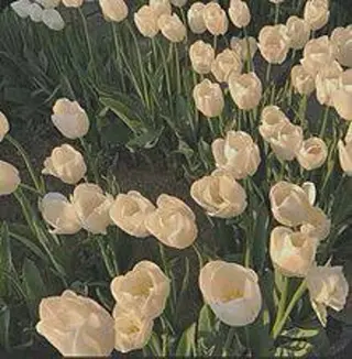 🌼二本柳 🌼のヘアスタイル