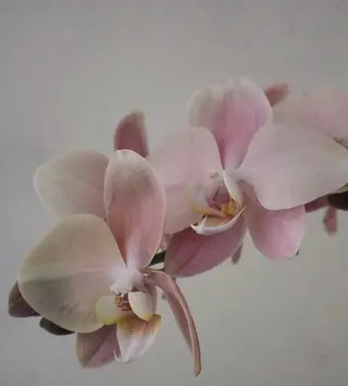 oak nail所属・óæk nailのネイルデザイン