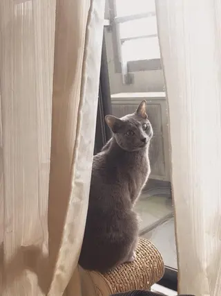 ショート カラー パーマ ヘアアレンジ メンズ キッズ ネイル マツエク・マツパ アイブロウ アニメ,Vオタク× 即効痩せエステサロンのエステ・リラクイメージ