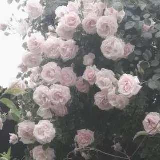 ネイル *Bianca国分寺 IGUCHI✮*｡ﾟのネイルデザイン