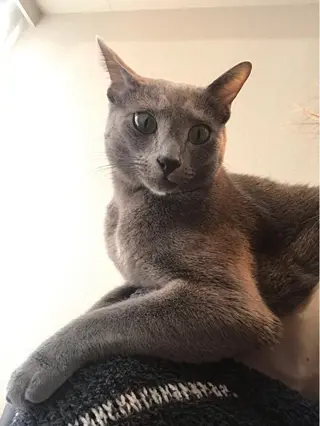 ショート カラー パーマ ヘアアレンジ メンズ キッズ ネイル マツエク・マツパ アイブロウ アニメ,Vオタク× 即効痩せエステサロンのエステ・リラクイメージ