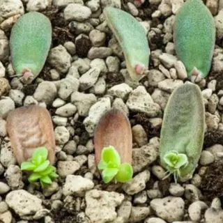 🌱 ま し お 🌱のその他イメージ