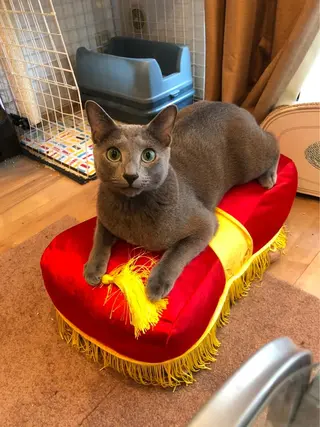 ショート カラー パーマ ヘアアレンジ メンズ キッズ ネイル マツエク・マツパ アニメ,Vオタク× 即効痩せエステサロンのエステ・リラクイメージ