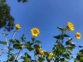 basico  のエステ・リラクイメージ