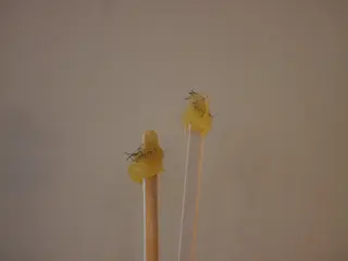 lapis ueji所属・マツヤニ/岡崎エステ 子連れok/あやねのエステ・リラクイメージ