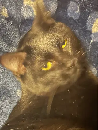 Spiky とうげ ふうかのネイルデザイン