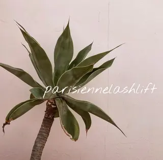 マツエク・マツパ Extension Tomato梅田店所属・Tomato 藤平のマツエク・マツパデザイン