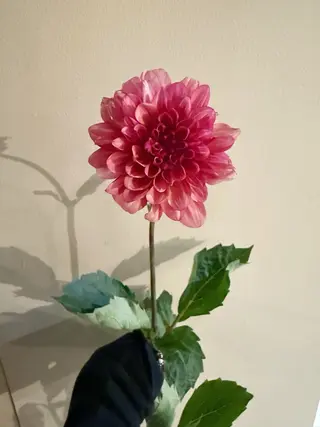 🌻花屋併設🌻濱 幸帆のヘアスタイル