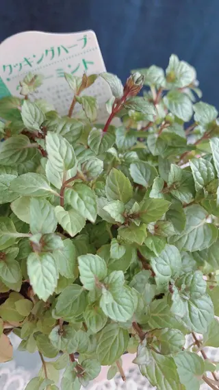 ネイル pipi..所属・pipi ..のネイルデザイン