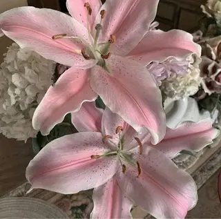 アイブロウ ゆるふわ眉🧸 Airiの眉毛・アイブロウイメージ