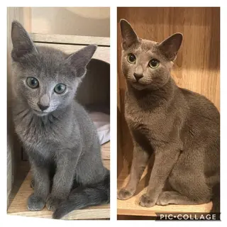 ショート カラー パーマ ヘアアレンジ メンズ キッズ ネイル マツエク・マツパ アニメ,Vオタク× 即効痩せエステサロンのエステ・リラクイメージ