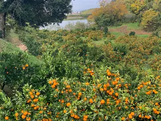 Lili beauty salon所属・Lilibeauty salonのネイルデザイン