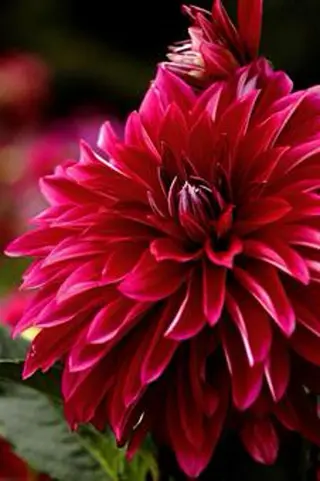 エステサロンmarry所属・エステサロン marryの眉毛・アイブロウイメージ