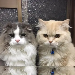 ネイル NailSpace 猫のいるネイルサロンのネイルデザイン