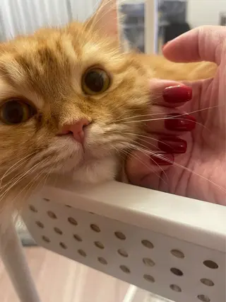 ネイル K Aのネイルデザイン