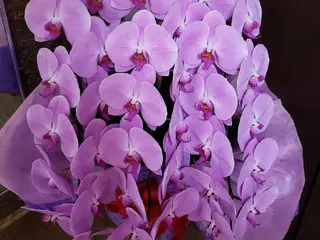 かかず美容鍼灸院所属・美容鍼×整体 かかずまさきのエステ・リラクイメージ