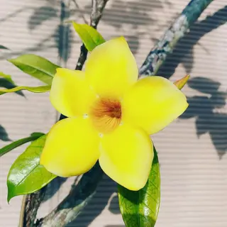 神山 ビューティー・アイのマツエク・マツパデザイン