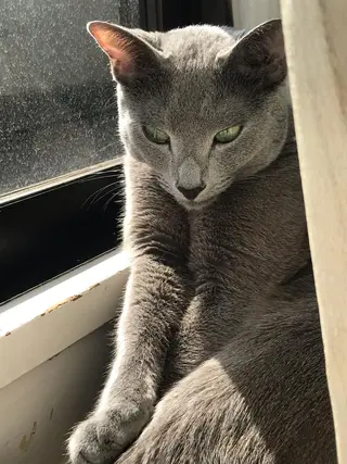 ショート カラー パーマ ヘアアレンジ メンズ キッズ ネイル マツエク・マツパ アイブロウ アニメ,Vオタク× 即効痩せエステサロンのエステ・リラクイメージ